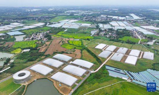 “植物工厂”里看丰收智慧